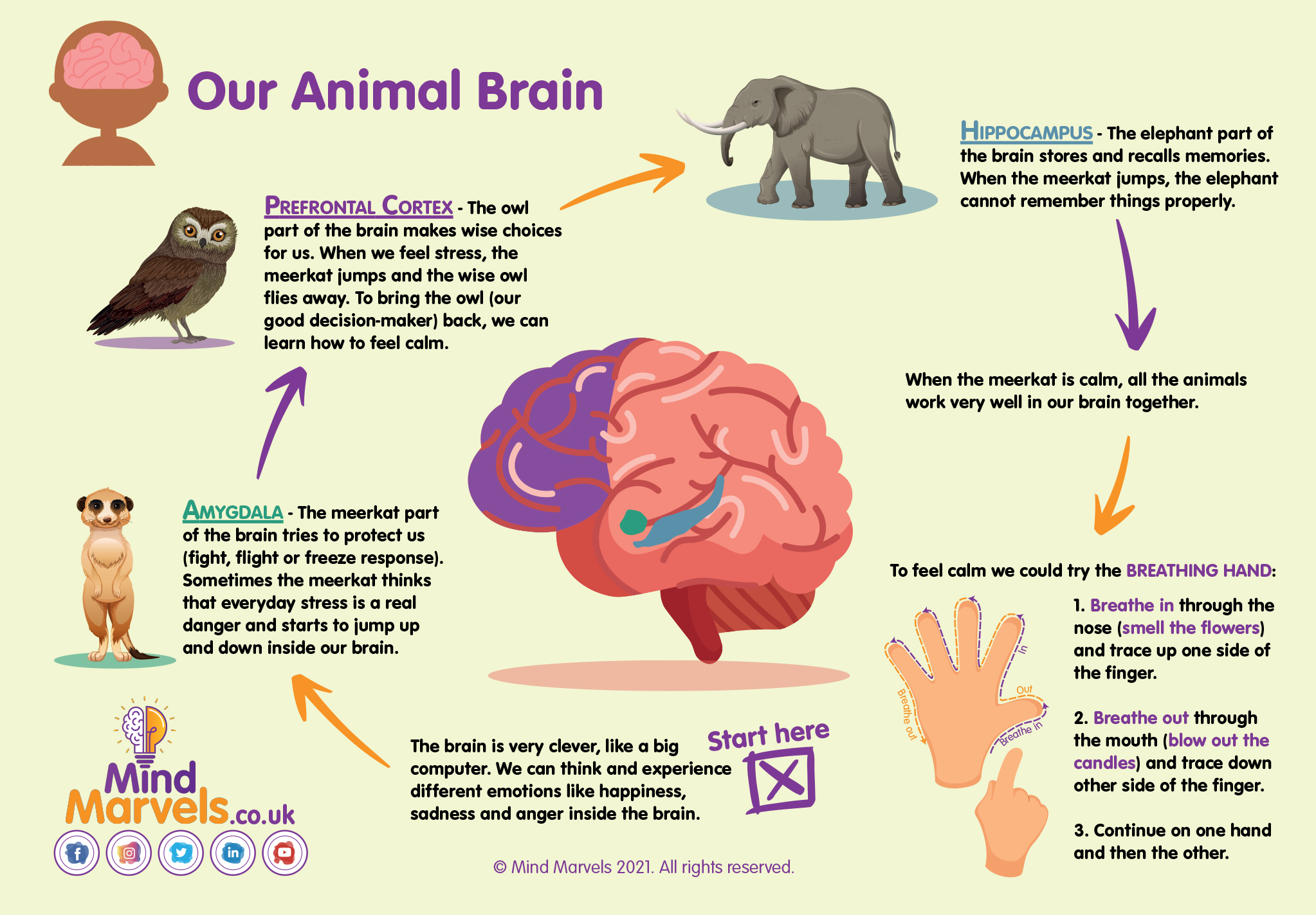 Mind Marvels Infographic Anxiety
